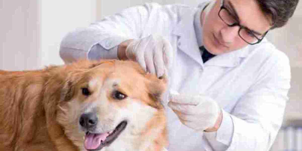 Liver Inflammation in Dogs Symptoms, Causes, Diagnosis, Treatment, Recovery, Management, Cost